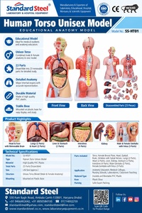Modèle d'anatomie du torse humain de 85 cm, 23 parties, modèle anatomique unisexe en PVC avec organes amovibles pour l'enseignement médical - Product Image 4