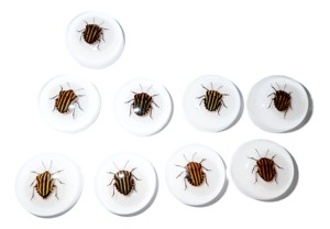 Cabujón de Plástico con Espécimen Real de Insecto Rayado, Redondo, 25x25 mm, Base Plana Blanca para Manualidades y Joyería - Product Image 6