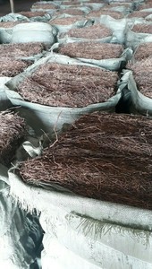Hojas de Mesona Orgánicas Secas de Vietnam para Bebidas Refrescantes, Postres de Gelatina y Gelatina de Hierba Negra Seca - Product Image 3