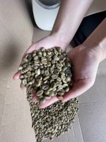 批发优质低价格优质越南达克勒克1级绿咖啡豆和烘焙罗布斯塔咖啡豆