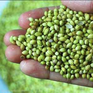 Semillas de Cilantro Enteras de Primera Calidad, Especia Natural para Cocinar, Procesamiento de Alimentos y Suministro de Ingredientes al por Mayor - Product Image 3