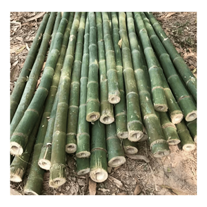 Poteau en bambou naturel fabriqué à partir de bambou durable pour la construction et la fabrication de meubles, origine Vietnam. - Product Image 4
