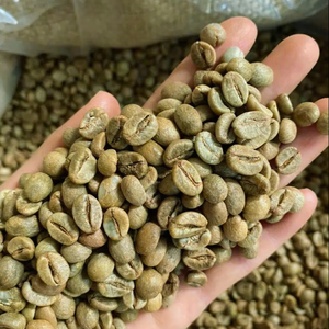 เมล็ดกาแฟโรบัสต้าเขียวเวียดนาม 100% ธรรมชาติ เกรด S16 ได้รับการรับรองจาก USDA และ ISO 22000 ขายส่งจากโรงงาน มาตรฐานส่งออก - Product Image 1