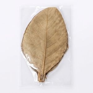 Hojas de Teca Secas Naturales de 11-18 CM / 4 a 7 Pulgadas de Tamaño para Acuario, Paquete de 30 Hojas - Product Image 2