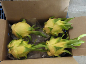 Qualité Export ODM VIETFAP Haute Qualité 100% Naturel OEM <span class=keywords><strong>Fruit</strong></span> du Dragon Jaune Commun Frais du Vietnam Congelé Grade A Délicieux - Product Image 4