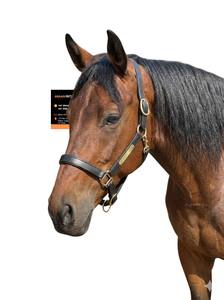 บังเหียนม้าหนังแท้คุณภาพพรีเมียมแบบอังกฤษ พร้อมสายรัดจมูกและสายรัดศีรษะบุนุ่ม – สายรัดศีรษะสำหรับขี่ม้าที่ปรับได้และทนทาน - Product Image 3