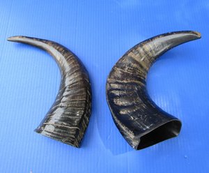 Wholesale Raw Water Buffalo Horns – 100% Natural Unpolished Solid Horn Material for <b>Crafts</b>, Carving & Manufacturing - Product Image 3