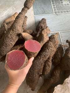 รากสมุนไพรอเลอทโรคอคคัส ไตรโฟเลียตัส (Acanthopanax Trifoliatus) คุณภาพพรีเมียมจากเวียดนาม  ผ่านการทำความสะอาดอย่างพิถีพิถัน ตากแห้งด้วยแสงแดด - Product Image 2