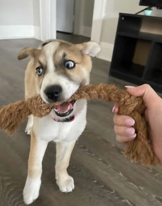 Masticable de Coco 100% para Perros que los Perros Adoran - Saludable, Sabroso y Duradero, Venta al por Mayor, OEM - Product Image 3