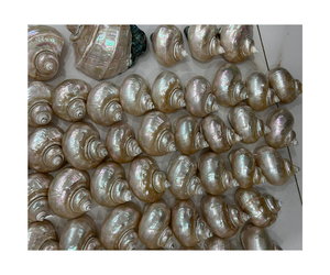 เปลือกหอยสังข์ธรรมชาติ, เปลือกหอยเทอร์โบขายดี, ผู้ส่งออกขายส่งสำหรับการตกแต่ง - Product Image 6