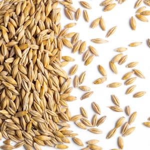 Alimento para Animales a Base de Cebada con Rico Perfil Nutricional, Cebada para una Alimentación Sostenible del Ganado y Productividad Agrícola - Product Image 6