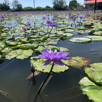 Fleurs de lotus bleues, norme européenne, en vrac, 1 kg, Nymphaea Caerulea, fleurs de lys séchées, thé, fumage |   Sachets de thé OEM / Sachets individuels / Sachets en vrac