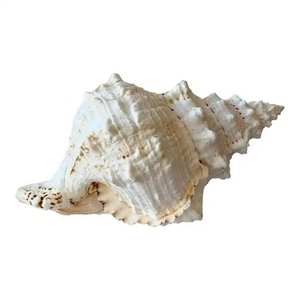 CONCHAS DE MAR NATURALES HECHAS PARA DECORACIÓN DE VIETNAM - Product Image 1
