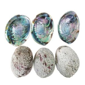Impresionantes Conchas de Abulón de Vietnam para Decoración de Jardines y Acuarios, Formas Orgánicas Naturales, Superficies Marinas Pulimentadas y Coloridas - Product Image 6