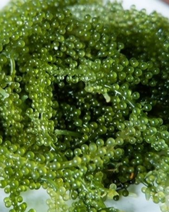 Uvas de Mar Premium (Caviar Verde) – Seleccionadas y Procesadas Higiénicamente - Product Image 4