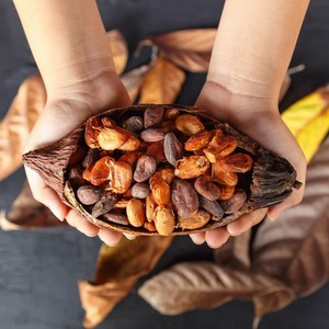 Granos de Cacao Orgánicos Cuidadosamente Seleccionados que Ofrecen un Aroma Fresco y un Sabor Intenso para la Demanda Internacional de Suministro de Alimentos al por Mayor - Product Image 4