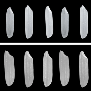 ข้าวหอมมะลิที่ดีที่สุดในเอเชีย - Product Image 4