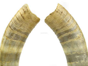 100% vraie vache paire décorative excellente qualité Buffalo Base en bois décor à la maison poli Animal meilleurs cadeaux utilisés fabuleux décorer - Product Image 4