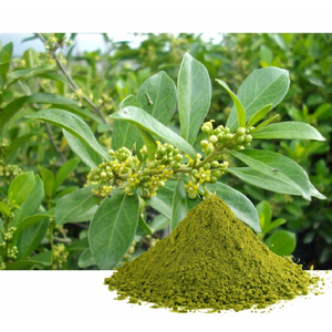 Poudre d'extrait de feuille de Gymnema de qualité supérieure, extrait végétal naturel, haute pureté, vente en gros, approvisionnement pour l'exportation - Product Image 6