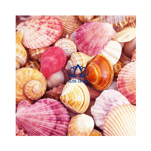 BEST SELLING Handmade Sustainable Seashell Hermit <b>Crab</b> <b>Shells</b> Yellow White Green Silver Bulk Supply Room Decor BLUE LOTUS - Product Image 1