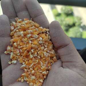 Calidad superior, suministro al por mayor, agricultura, maíz amarillo roto, grano a buen precio de la India - Product Image 3