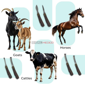 Kit Profesional de Herramientas de Herrador Veterinario Reutilizables para Recorte y Limpieza de Pezuñas, Juego Intercambiable de Acero Inoxidable para Caballos y Ganado, 6 Piezas - Product Image 5