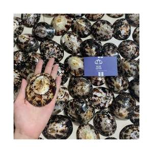 Conchas de Limpet Más Vendidas 2026 para Fiestas y Eventos con Temática de Playa, Conchas Marinas Puras, Limpias, Seguras, Decoración Náutica Estética, Paquete - Product Image 2