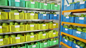 Soursop 10กก. น้ำผลไม้เข้มข้น1ถุงต่อกล่อง OEM ฉลากส่วนตัวตัวอย่างฮาลาลและโคเชอร์ได้รับการรับรองส่งออกจากเวียดนาม - Product Image 6