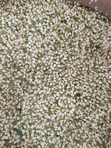 Té de jazmín suelto de Vietnam, brotes naturales, té de flores secas para mezclar en bebidas, brotes de flores secas a granel - Product Image 5