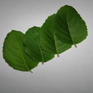 Feuilles de basilic indien avec un arôme herbacé caractéristique, ingrédients frais séchés de saison pour les fabricants alimentaires professionnels - Product Image 1
