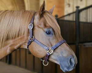 Harnais en cuir ferme pour cheval, têtière structurée, réglable, durable, pour l'entraînement, l'extérieur et la manipulation quotidienne, harnais en cuir pour chevaux - Product Image 5