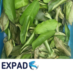 ชาใบกัวนาบานาธรรมชาติ 100% จำหน่ายส่งสำหรับตลาดชาสมุนไพรและเครื่องดื่มดีท็อกซ์ - Product Image 6
