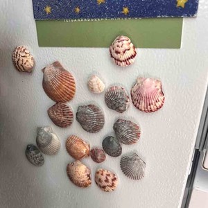 Décoration de maison de plage, vente en gros d'aimants de réfrigérateur en coquillages, aimants de réfrigérateur personnalisés avec logo - Product Image 4