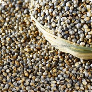 Aliments pour animaux riches en protéines séchés en grains de millet vert de meilleure qualité pour la nourriture pour oiseaux bovins chevaux exportation emballés dans des sacs - Product Image 2