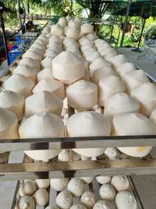 Coco Fresco Orgánico Joven, Despulpado y Preparado para Abrir Fácilmente, para Venta al por Menor, Supermercados, Hoteles, Fabricante de Vietnam - Product Image 4