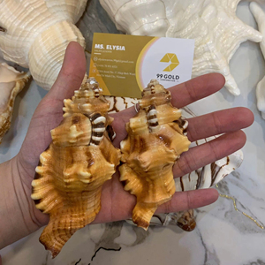 Mezcla de Conchas Decorativas: Concha Reina, Tritón, Murex Manzana, Tulipán Verdadero, Cauri, Concha Cebra, Concha Arca, Concha de Vieira. Conchas Superiores de Vietnam, Venta al por Mayor de Fábrica. - Product Image 1