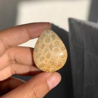 Cabochon de corail naturel indonésien 3-5 cm Pierre naturelle polie pour la fabrication de bijoux et l'artisanat