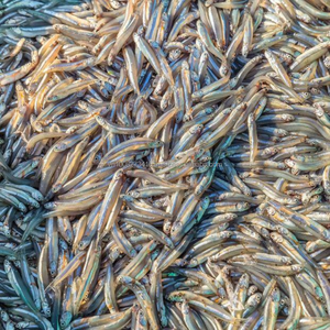 Anchois de qualité supérieure – Aliment pour animaux, poisson entier, ingrédient protéiné naturel pour l'aquaculture et l'élevage, provenant du Vietnam - Product Image 4