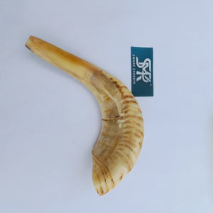 Shofar de Cuerno de Carnero Auténtico Hecho a Mano con Acabado Pulido, Instrumento Espiritual Tradicional para Rituales, Ceremonias y Oraciones - Product Image 3