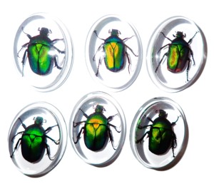 Green Rose Chafer Beetle Real Specimen Plastic Cabochon Oval 31x41 mm Clear Flat Bottom Modern for Crafts and Jewelry Making - Product Image 1