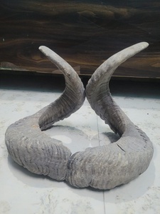 เขาแกะโค้งคู่ - Product Image 2