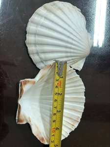เปลือกหอยเชลล์ขัดเงาธรรมชาติ กันน้ำ สำหรับงานตกแต่งบ้าน คุณเคลลี่ - Product Image 5