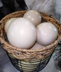 Œufs d'autruche fertiles à couver pour l'exportation - Product Image 2
