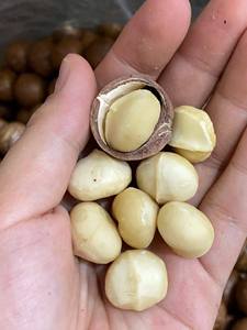 Nueces de Macadamia de Vietnam con y sin Cáscara, Precio Económico, MOQ Bajo |   Calidad de Exportación al por Mayor - Sra. Tarina - Product Image 4