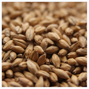 Hot Sales Organic Malting <b>Barley</b> / Whole <b>Barley</b> Grains - Product Image 5