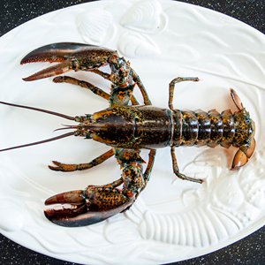 Homard frais de première qualité |   Homards Canadiens Vivants en Gros |   Homards vivants - Produits de la mer disponibles au prix de gros - Product Image 5