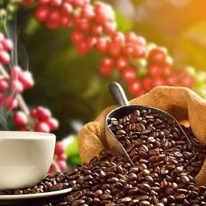 USDA Specialty Robusta Roasted and Ground Coffee Vietnam AA+ Grade with 0.1% Black & Broken, Wholesale & Bulk Export - Product Image 1