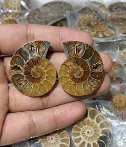 แอมโมไนต์ธรรมชาติคู่ รูปทรงสวยงาม เรียบเนียน สำหรับทำเครื่องประดับ - Product Image 6