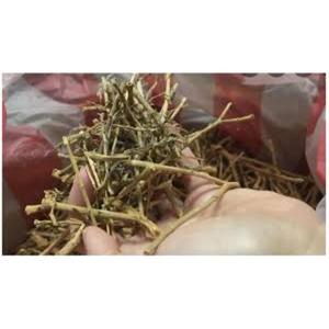 Sadabahar Natural, Materia Prima Herbal para Productos Ayurvédicos, Extractos Botánicos y Formulaciones Tradicionales para el Bienestar - Product Image 1