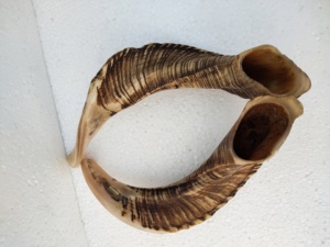 Shofar Pulido Hecho a Mano con Forma Natural de Cuerno de Carnero, Temática Animal, Coleccionable, para Ceremonias Religiosas por Curio Craft - Product Image 6